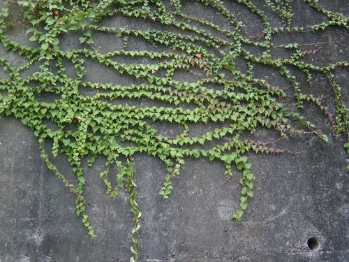 牆壁爬籐
