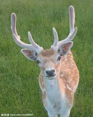 梅花鹿