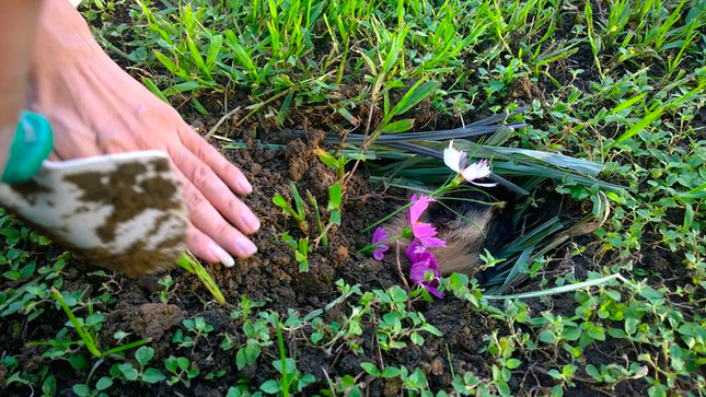 波斯菊與巧克力