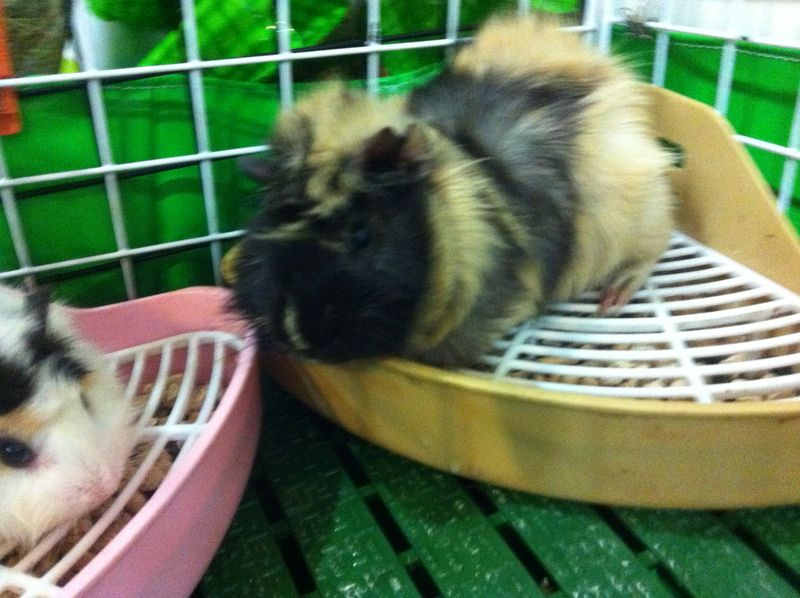 巧克力第一次當爸爸